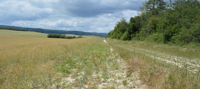 Auf der Pirsch nach seltenen Ackerwildkräutern