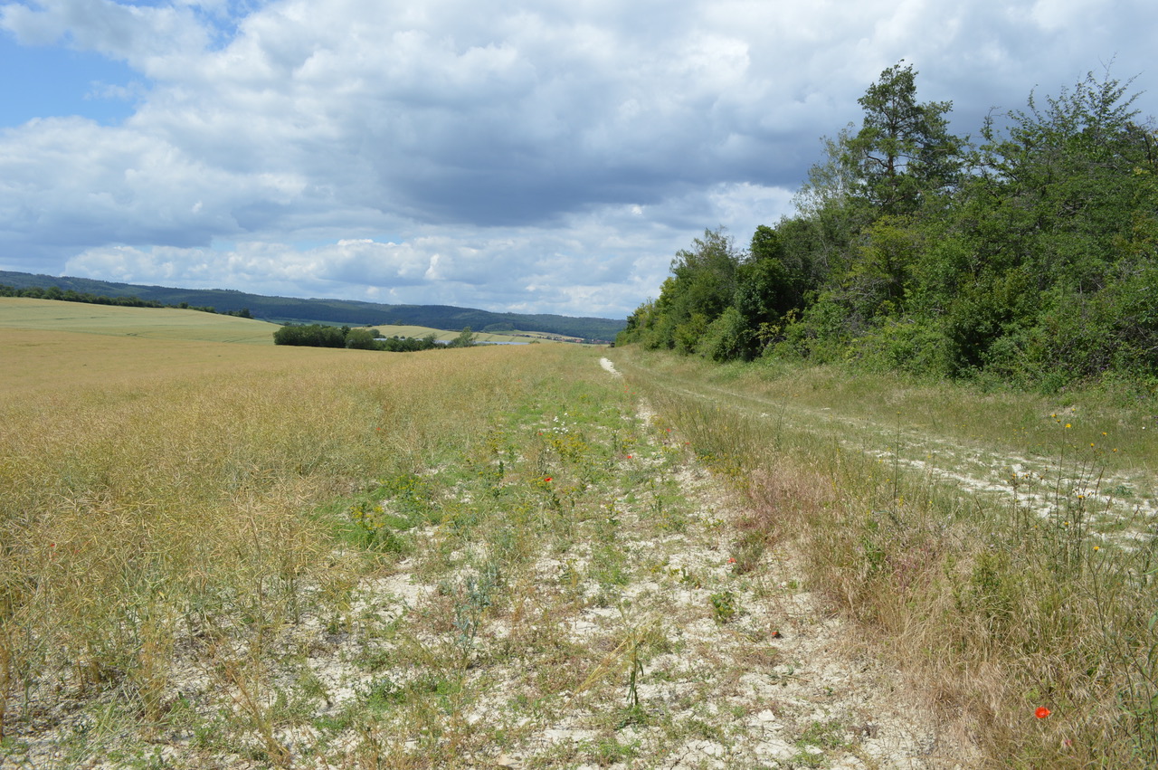 Auf der Pirsch nach seltenen Ackerwildkräutern